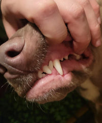 Fresh breath and cleaner teeth.