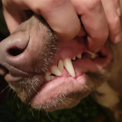 Fresh breath and cleaner teeth.